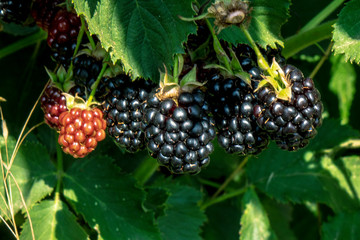 Blackberry on the bush in the farm garden