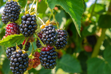 Blackberry on the bush in the farm garden - obrazy, fototapety, plakaty
