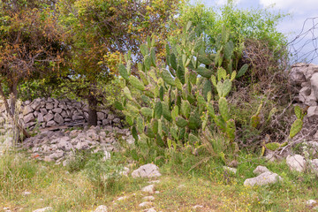 Kaktus w&auml;chst im Freien entlang eines Steinzaunes 