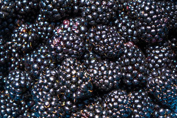 Blackberry berries collected in the farm.