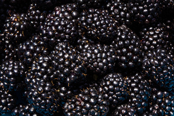 Blackberry berries collected in the farm.