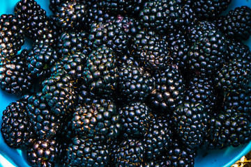 Blackberry berries collected in the farm.