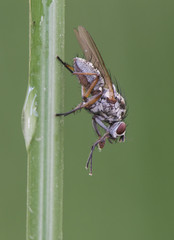 Hylemya species medium-sized fly perched on reed stem