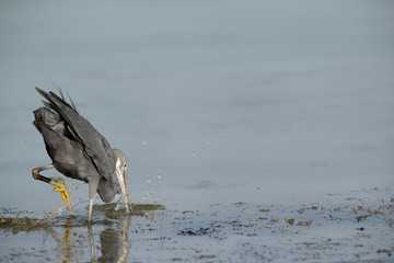 The western reef heronfishing, Bahrain 