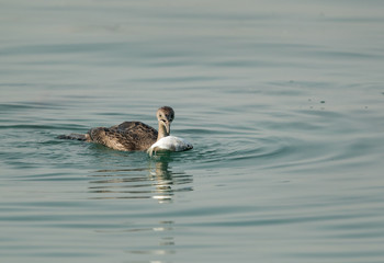 The Socotra cormorant with a catch, Bahrain 