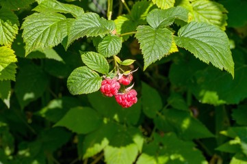 raspberry on branch