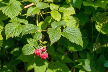 raspberry on branch