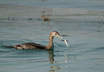 The Socotra cormorant with a catch, Bahrain 
