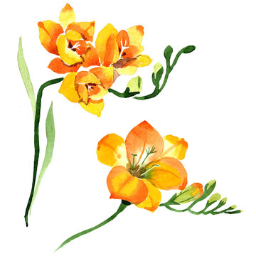 Yellow freesia floral botanical flowers. Watercolor b ackground illustration set. Isolated freesia illustration element.