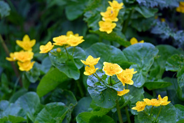 Sumpfdotterblume (Caltha palustris) auf 2000m im Nationalpark Prespa, Griechenland - marsh-marigold...