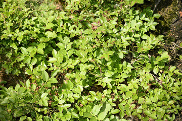 background of green leaves of bleuberry