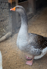 Geese closeup on a farm