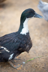 Geese closeup on a farm