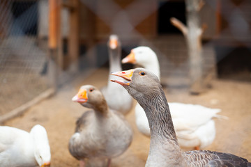 Geese closeup on a farm