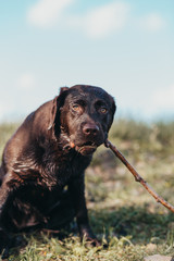Cute dog puppy chewing on a stick, brown chocolate labrador puppy in nature with stick in his mouth looking into the camera
