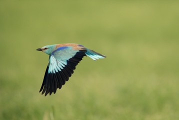 European roller in flight, Bahrain 