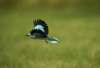 European roller in flight, Bahrain 