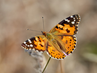 Painted Ladt butterfly (Vanessa cardui) perched on a flower, near Bellus, Spain