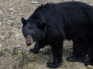black bear along roadside of banff national park canada