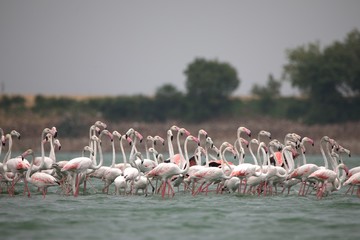 Fototapeta premium Group of flamingos