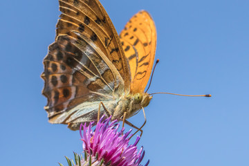 butterfly on flower