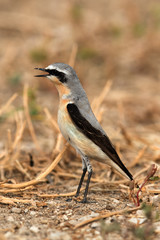 Northern Wheatear at hamala, Bahrain 