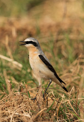 Northern Wheatear at hamala, Bahrain 
