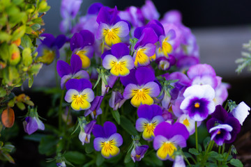Blue and yellow viola on flowerbed in summer park