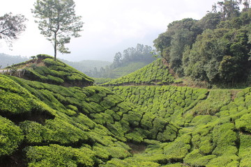 view of tea plantation