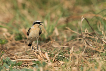 Northern Wheatear at hamala, Bahrain 