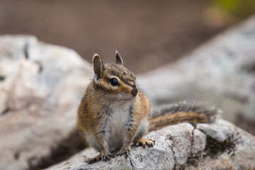 cute squirrel climbing on rocks during sunny day