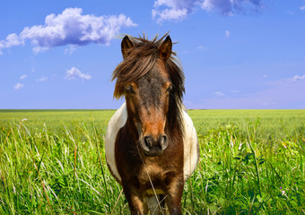Pony, horse, blue sky, meadow 