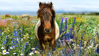 Pony, wildflower field