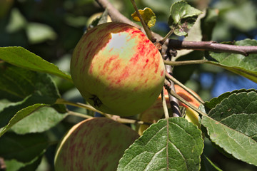 red apple on a tree