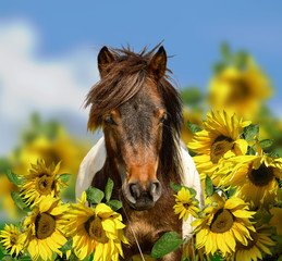 Pony, horse and sunflowers
