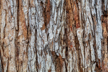Closeup Tree Bark Texture Background