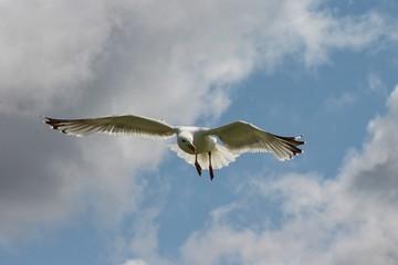Seemöwe fliegt am blauen Himmel mit Wolken