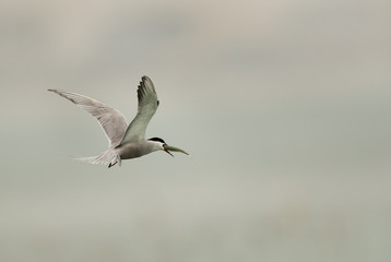 White-cheeked tern with a catch, Bahrain 