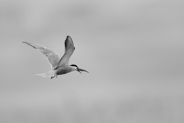 White-cheeked tern with a catch, Bahrain 