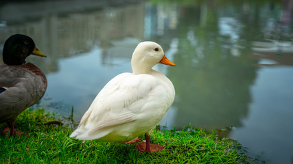 Ducks With Lake Water Reflection