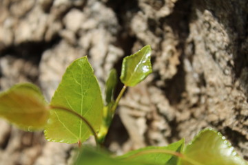 green poplar leaf