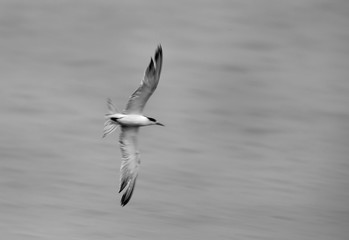 Lesser Crested tern diving to catch fish, Bahrain 