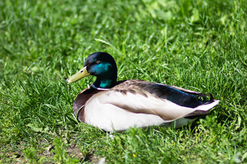 Duck sitting on green grass in summer park