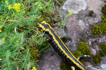 Salamandra común