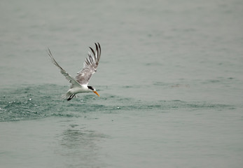 Lesser Crested tern diving to catch fish, Bahrain 
