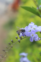 bee on flower