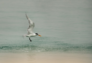 Lesser Crested tern diving to catch fish, Bahrain 