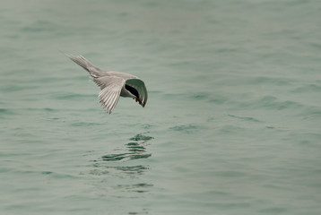 White-cheeked tern diving, Bahrain 