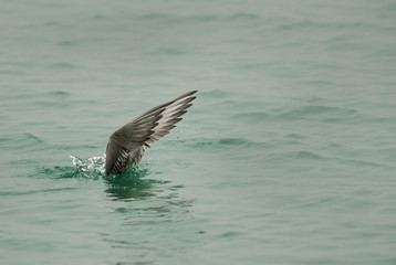 White-cheeked tern diving, Bahrain 