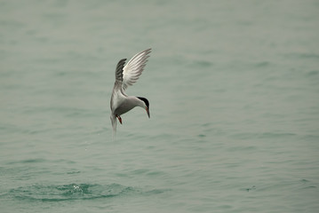 White-cheeked tern diving, Bahrain 
